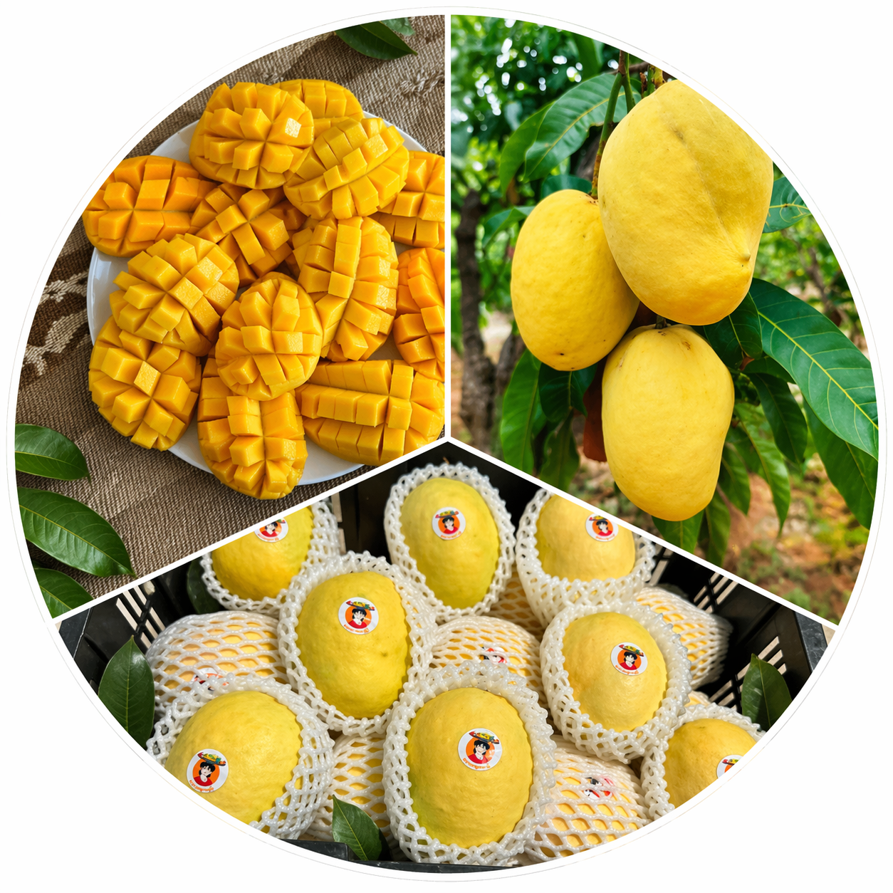 Premium Sein Ta Lone Mango